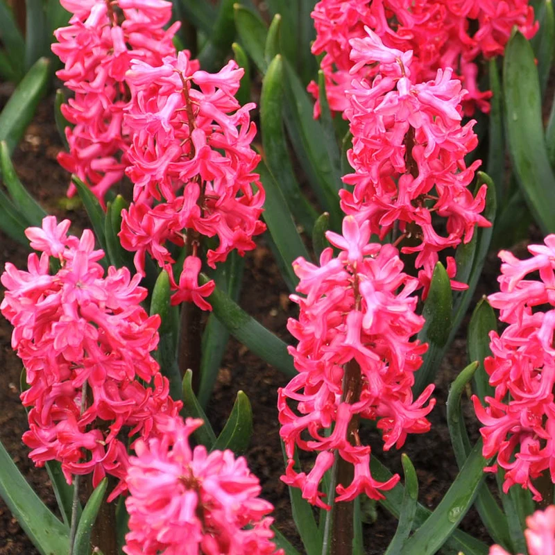 Hyacinthus 'Jan Bos' - Hyazinthe