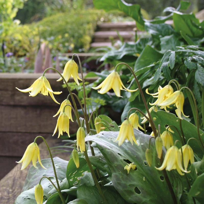 Erythronium 'Pagoda' - Hundzahn
