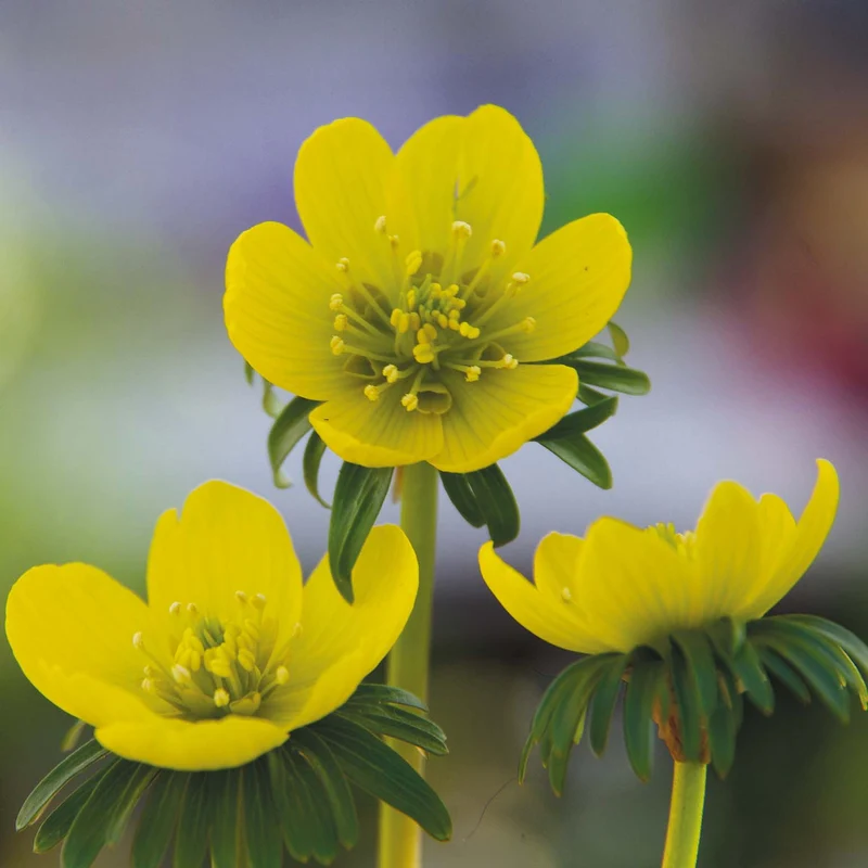 Eranthis hyemalis - Winterling