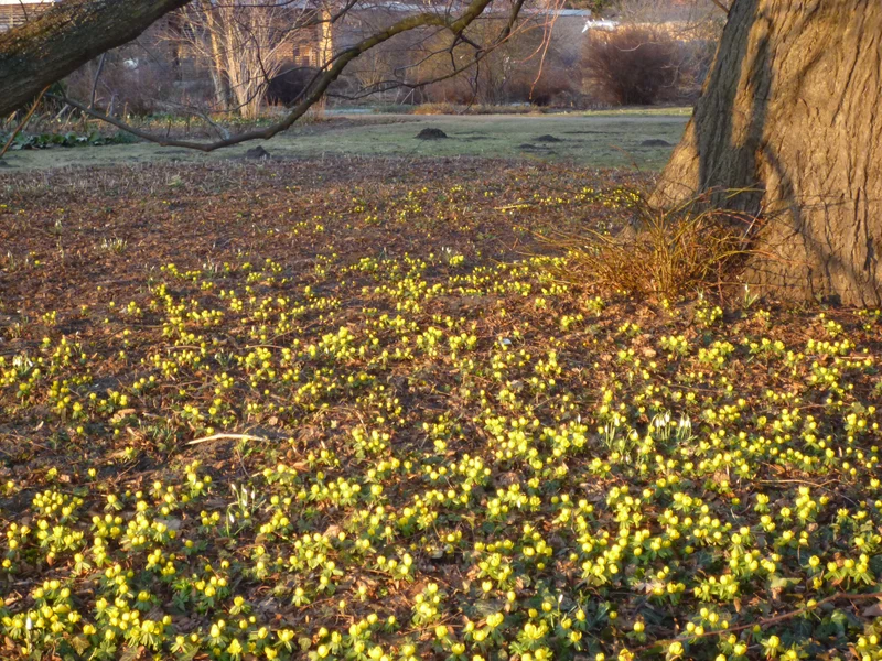 Eranthis hyemalis - Winterling