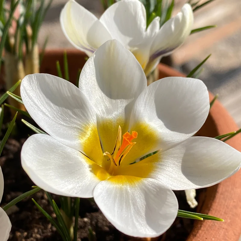 Crocus chrysanthus 'Ard Schenk'- Kleiner Krokus