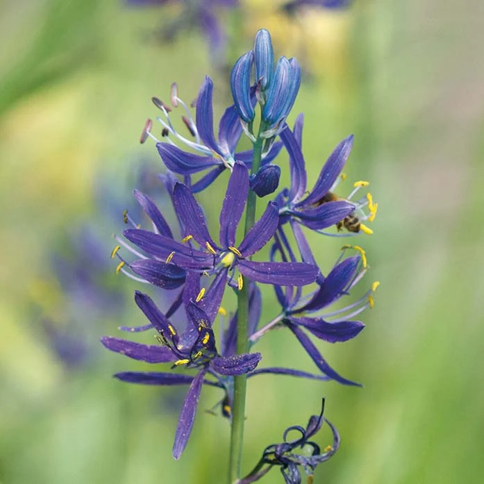 Camassia quamash - Essbare Prärielilie