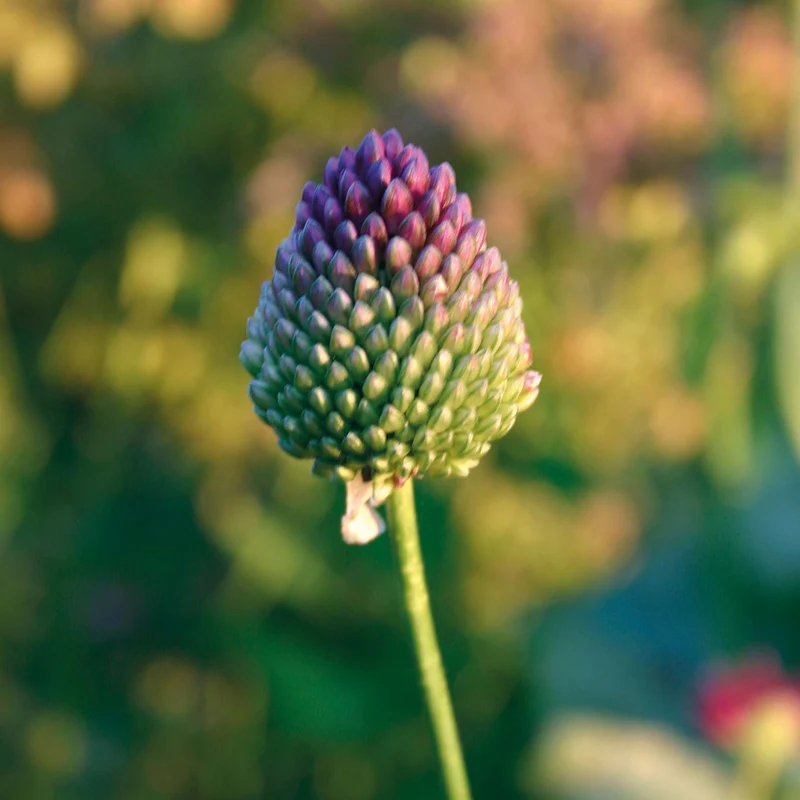Allium sphaerocephalon - Kugelköpfiger Lauch