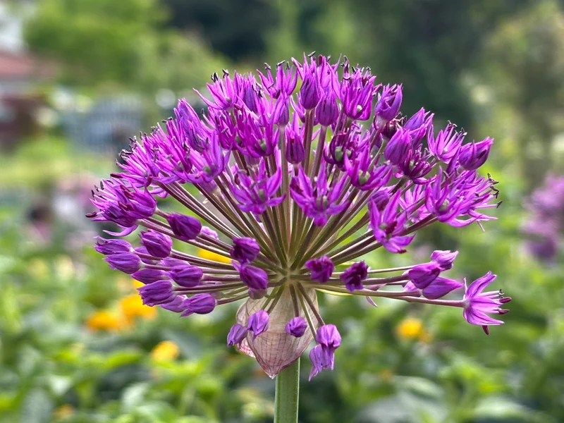 Allium 'Purple Sensation' - Purpur-Kugellauch