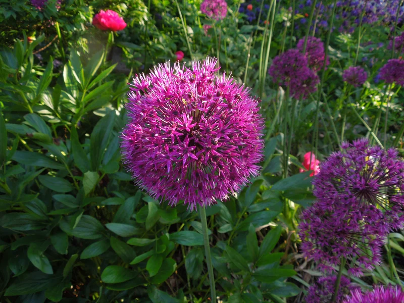 Allium 'Purple Sensation' - Purpur-Kugellauch