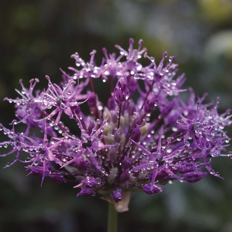 Allium 'Purple Rain' - Purpur-Kugellauch