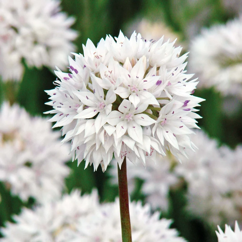 Allium 'Graceful Beauty' - Kleinblütiger Zierlauch
