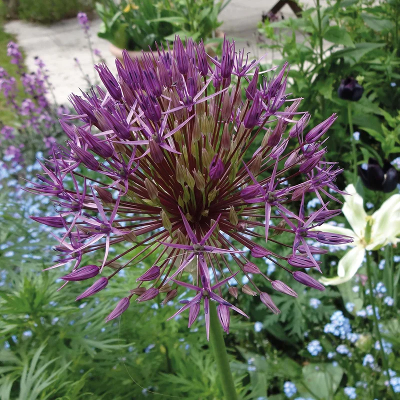 Allium christophii - Sternkugel-Lauch