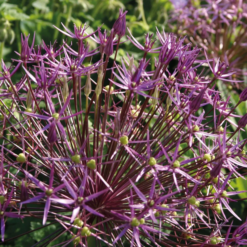 Allium christophii - Sternkugel-Lauch