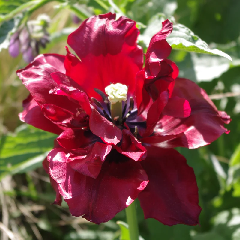 Tulipa 'Uncle Tom' - Gefüllte Späte Tulpe