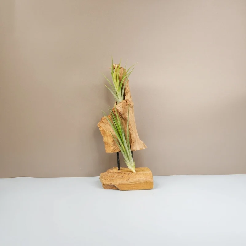TILLANDSIA IONANTHA BAILEYII