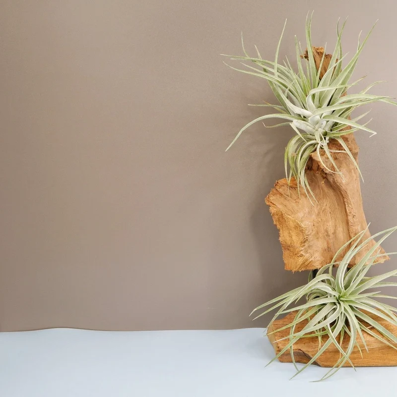 TILLANDSIA KAMMI