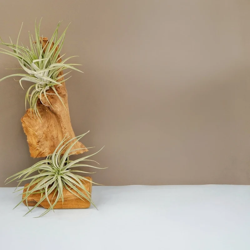 TILLANDSIA KAMMI