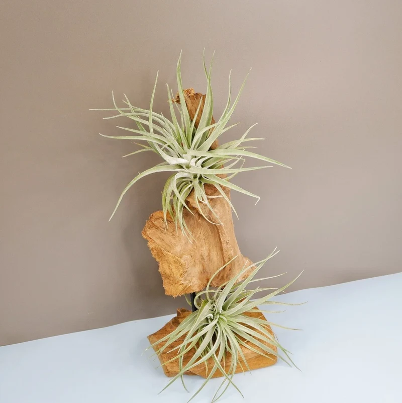 TILLANDSIA KAMMI