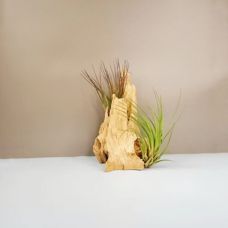 TILLANDSIA MELANOCRATER TRICOLOR