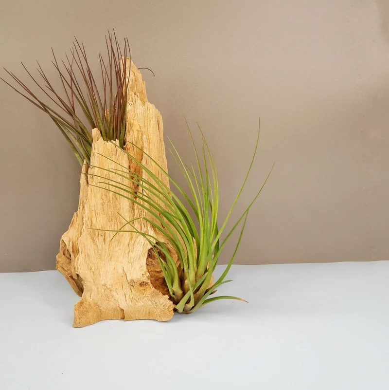 TILLANDSIA MELANOCRATER TRICOLOR