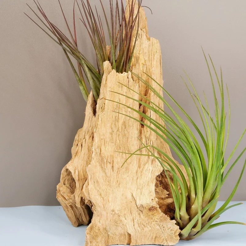 TILLANDSIA MELANOCRATER TRICOLOR