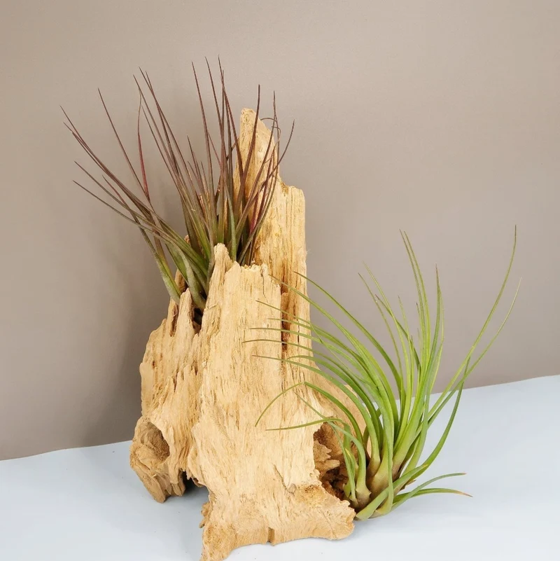TILLANDSIA MELANOCRATER TRICOLOR