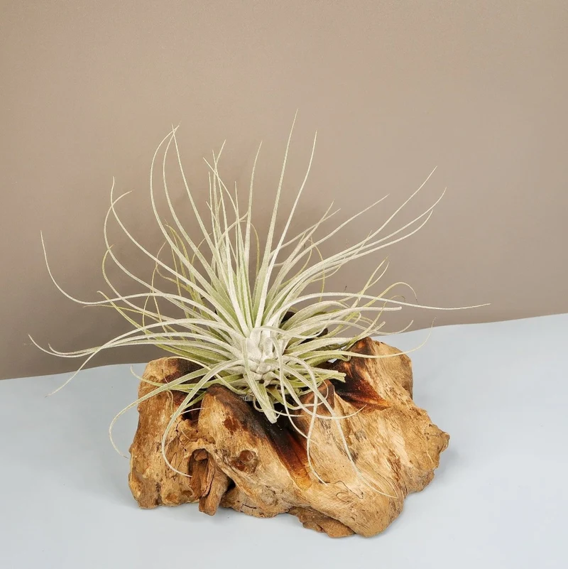 TILLANDSIA OAXACANA VELICKIANA