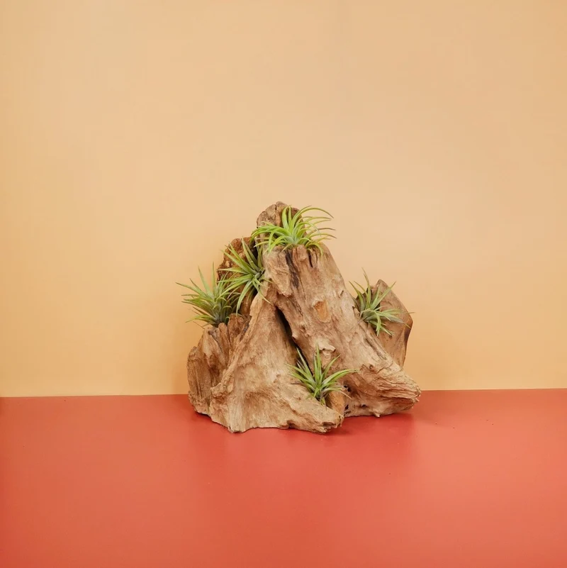 TILLANDSIA NEGLECTA RUBRA