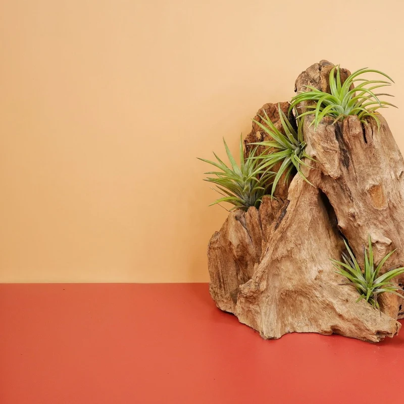 TILLANDSIA NEGLECTA RUBRA