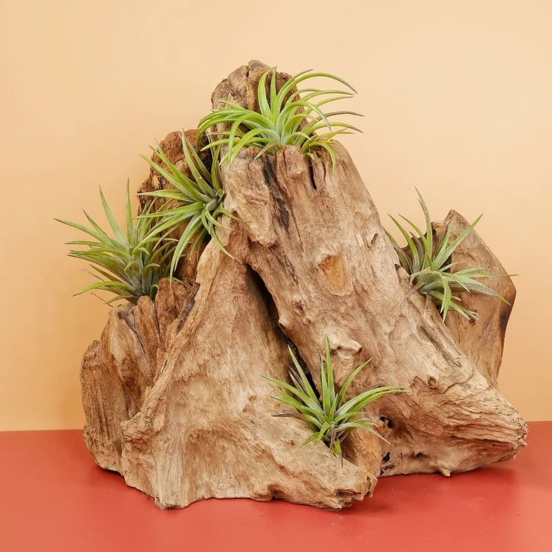 TILLANDSIA NEGLECTA RUBRA