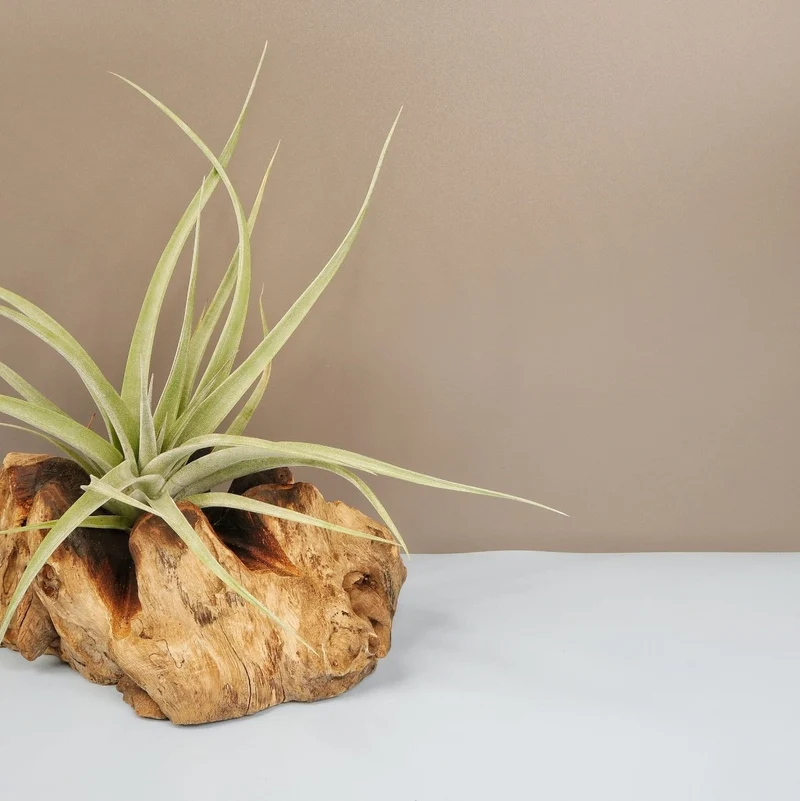 TILLANDSIA MAJESTIC
