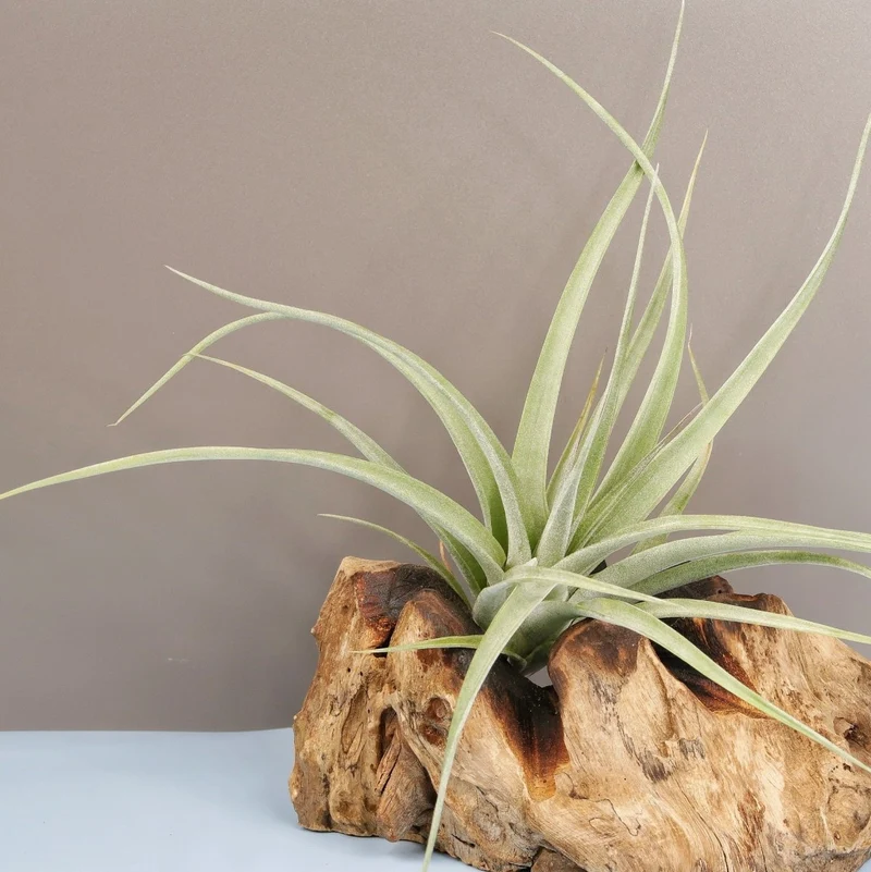 TILLANDSIA MAJESTIC