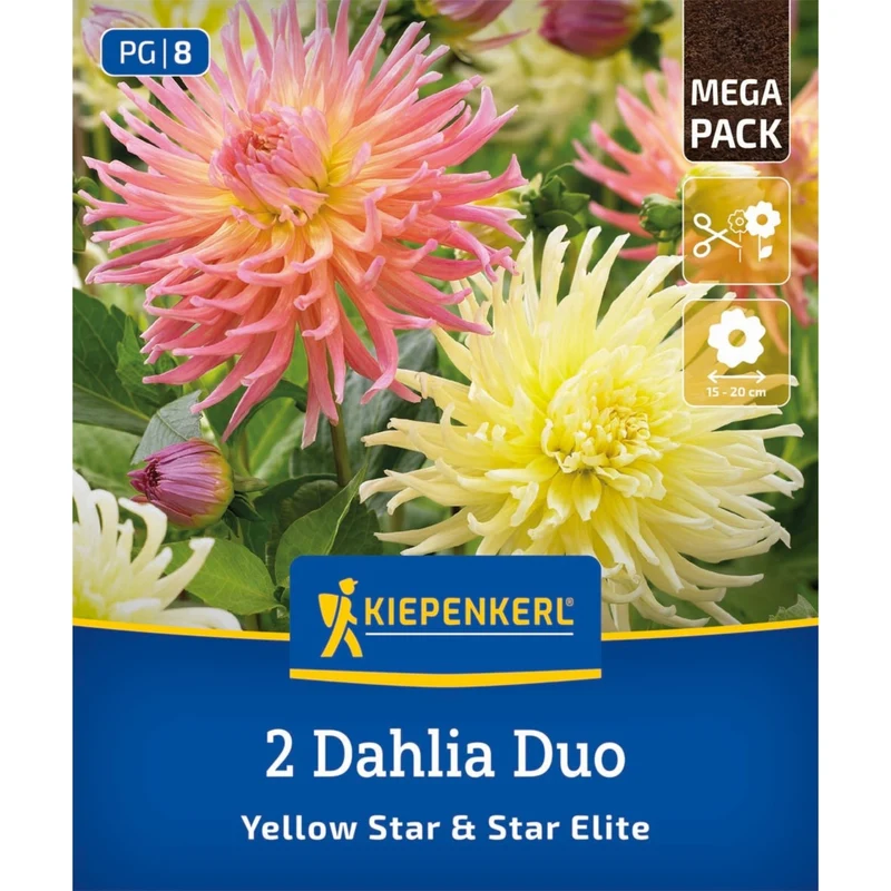 Kiepenkerl Dahlien Duo