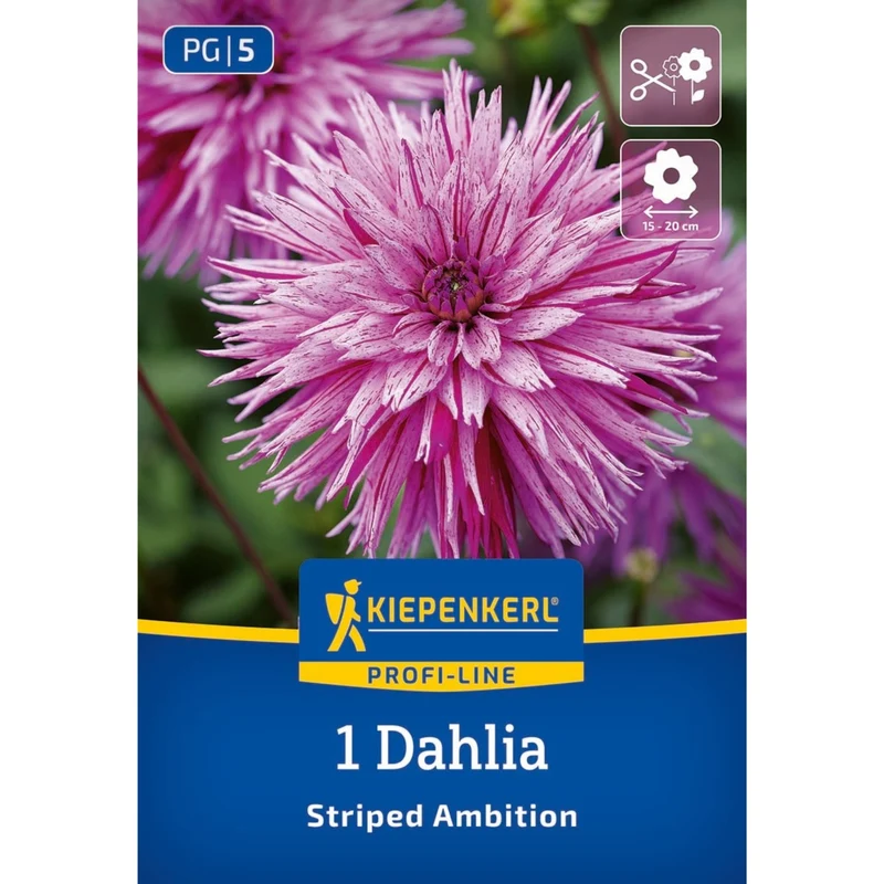 Kiepenkerl Splitt-Dahlie 'Striped Ambition'