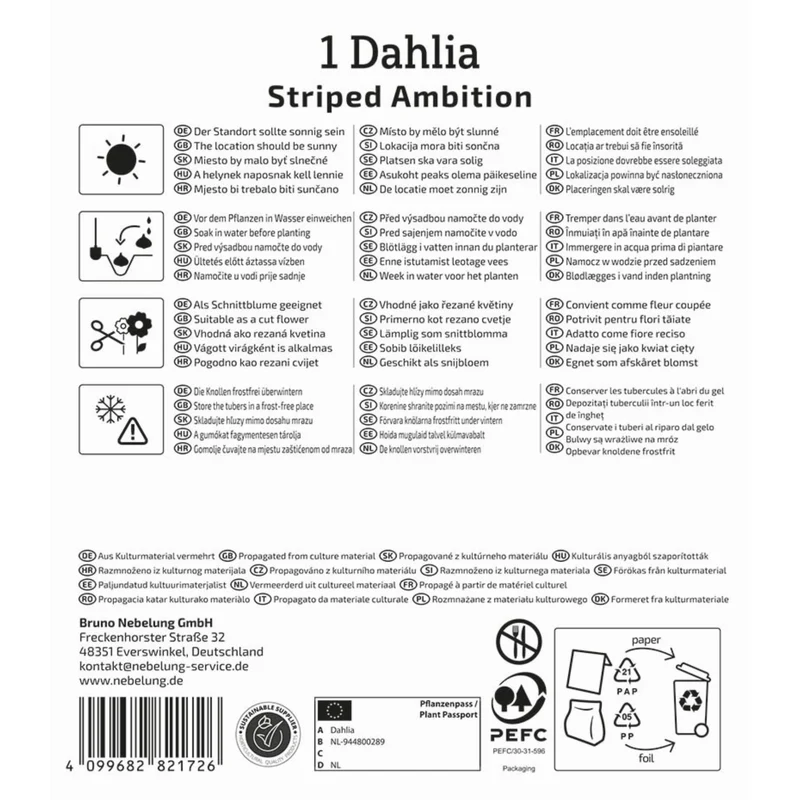 Kiepenkerl Splitt-Dahlie 'Striped Ambition'