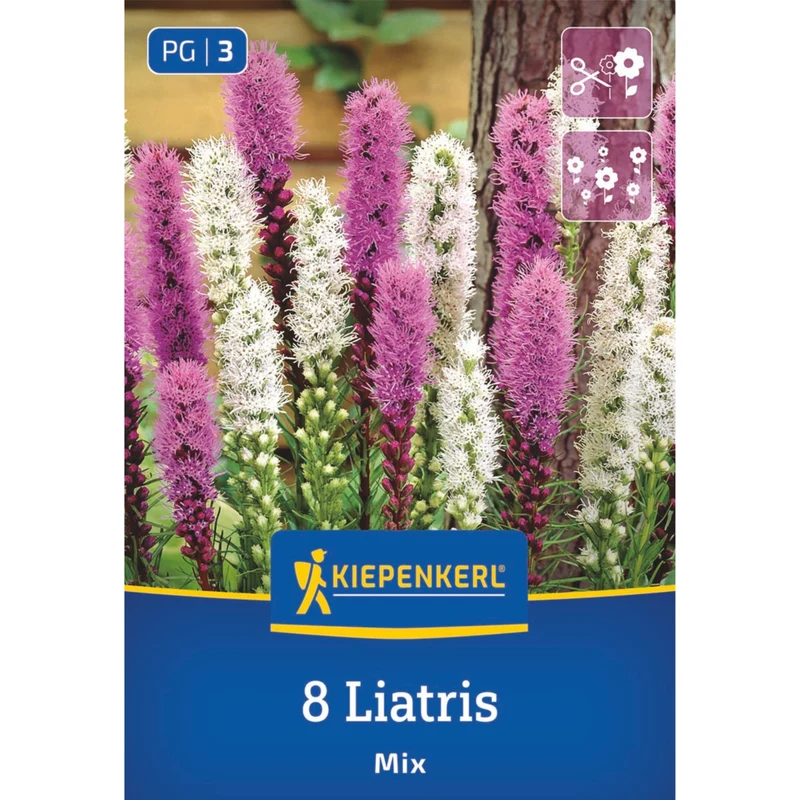 Kiepenkerl Prachtscharte 'Blau & Weiß'