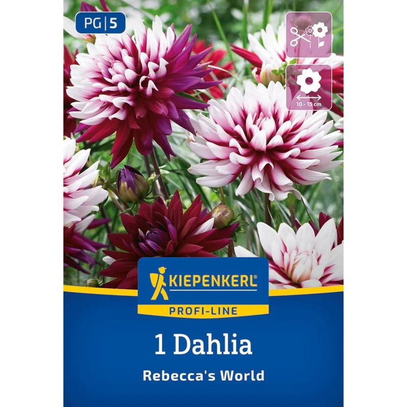 Kiepenkerl Dekorative Dahlie 'Rebecca's World'