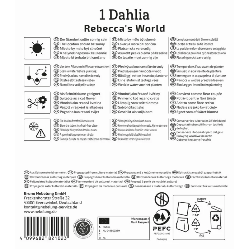 Kiepenkerl Dekorative Dahlie 'Rebecca's World'