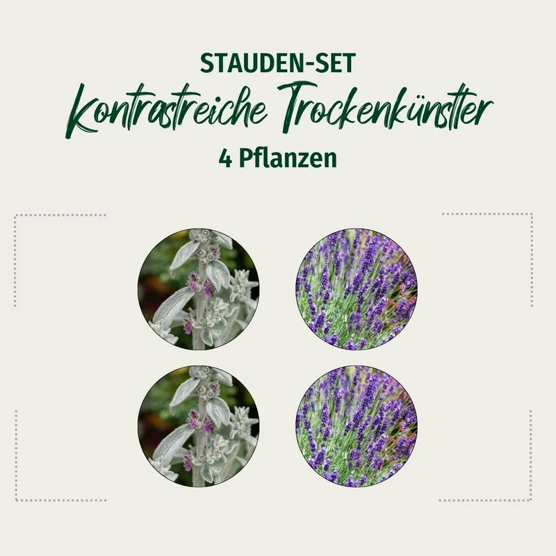Stauden-Set "Kontrastreiche Trockenkünstler"