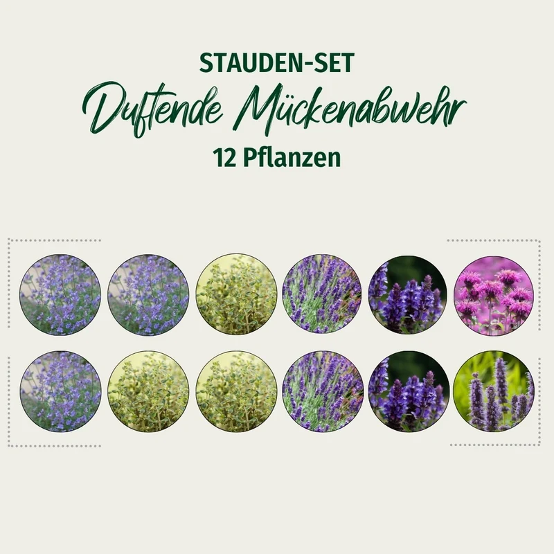 Stauden-Set "Duftende Mückenabwehr"
