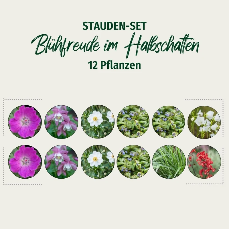 Stauden-Set "Blühfreude im Halbschatten"