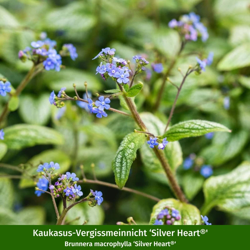 Stauden-Set "Blühfreude im Halbschatten"