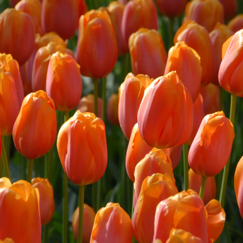 Tulipa 'Dordogne' - Einfache Späte Tulpe