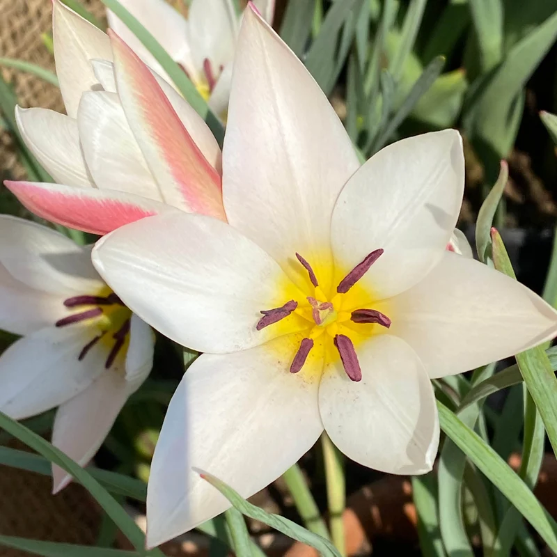 Tulipa clusiana 'Lady Jane' - Damen-Tulpe