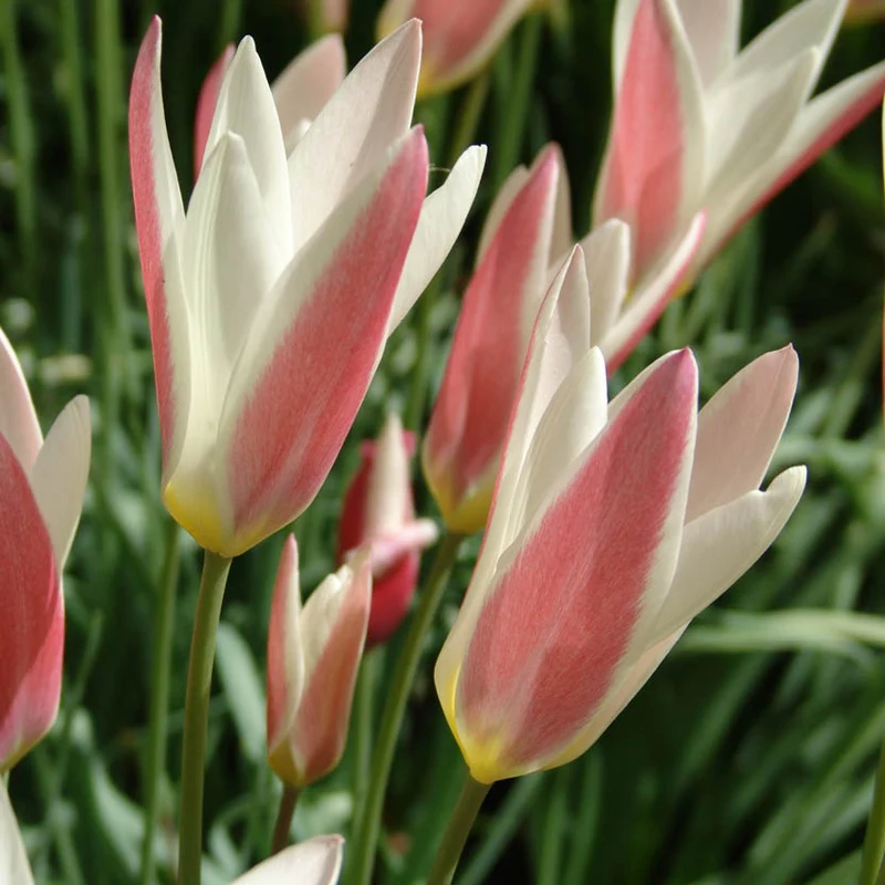 Tulipa clusiana 'Lady Jane' - Damen-Tulpe