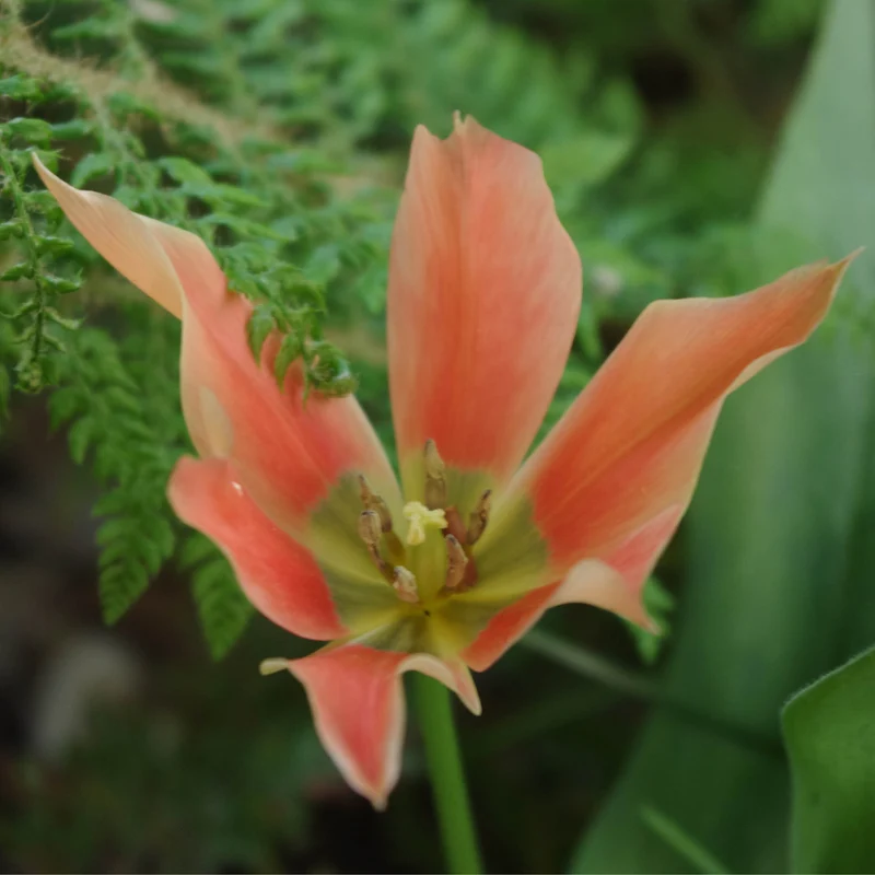Tulipa batalinii 'Salmon Gem' - Zwerg-Tulpe