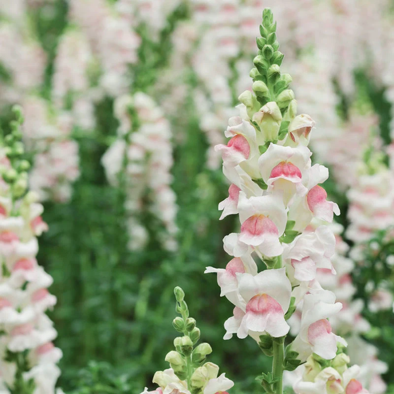 Jora Dahl | Antirrhinum majus 'Appleblossom' (Löwenmäulchen)
