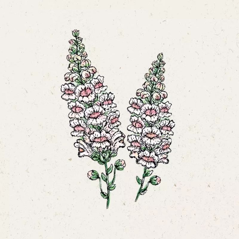Jora Dahl | Antirrhinum majus 'Appleblossom' (Löwenmäulchen)