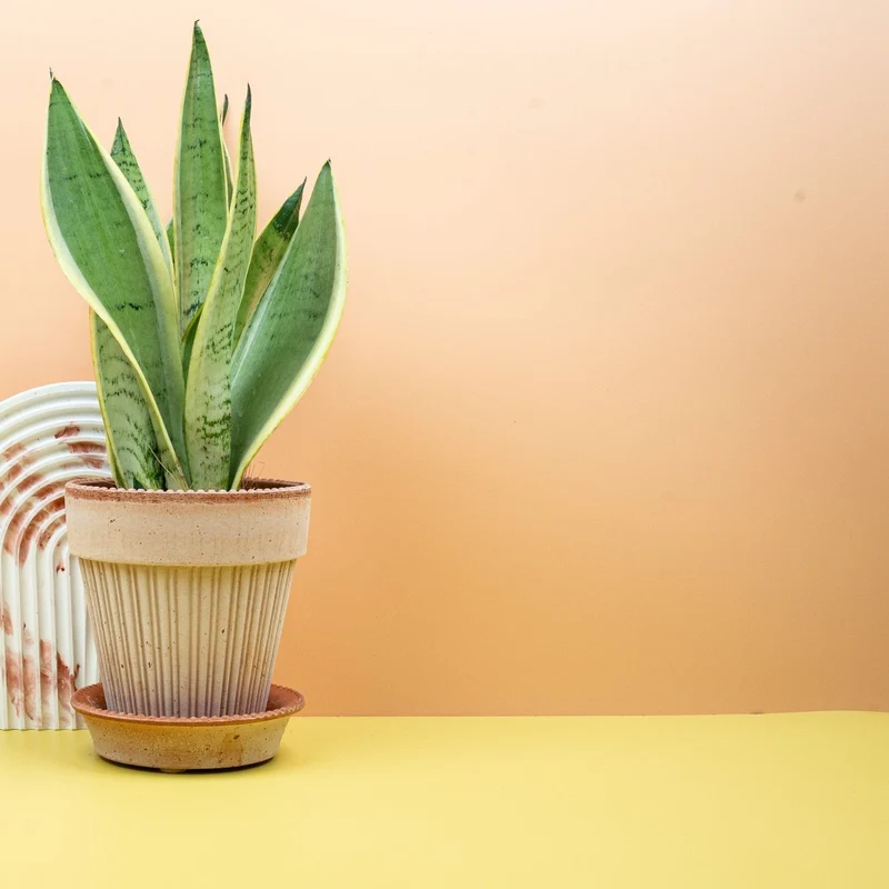 SANSEVIERIA SNOW WHITE