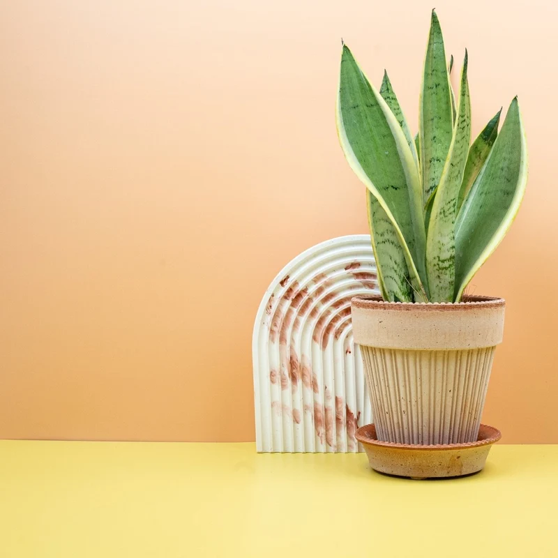 SANSEVIERIA SNOW WHITE