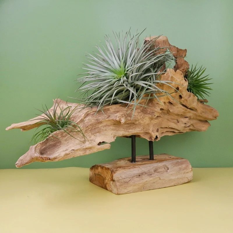 AIRPLANT HOLDER - ROOT NARVIK