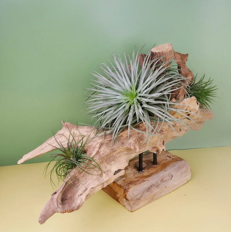 AIRPLANT HOLDER - ROOT NARVIK