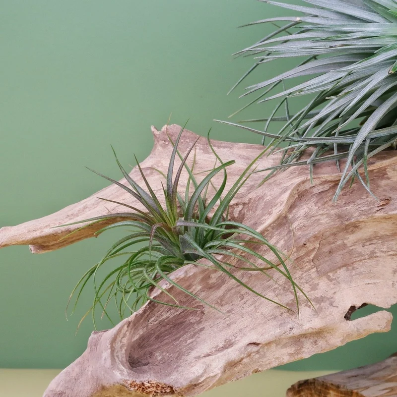 AIRPLANT HOLDER - ROOT NARVIK