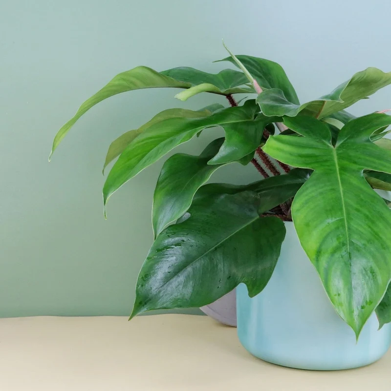 PHILODENDRON SQUAMIFERUM